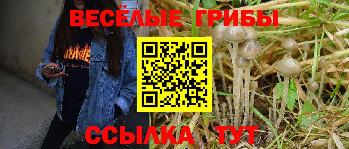 Галлюциногенные грибы Psilocybe  Вход с VPN  Курчатов 